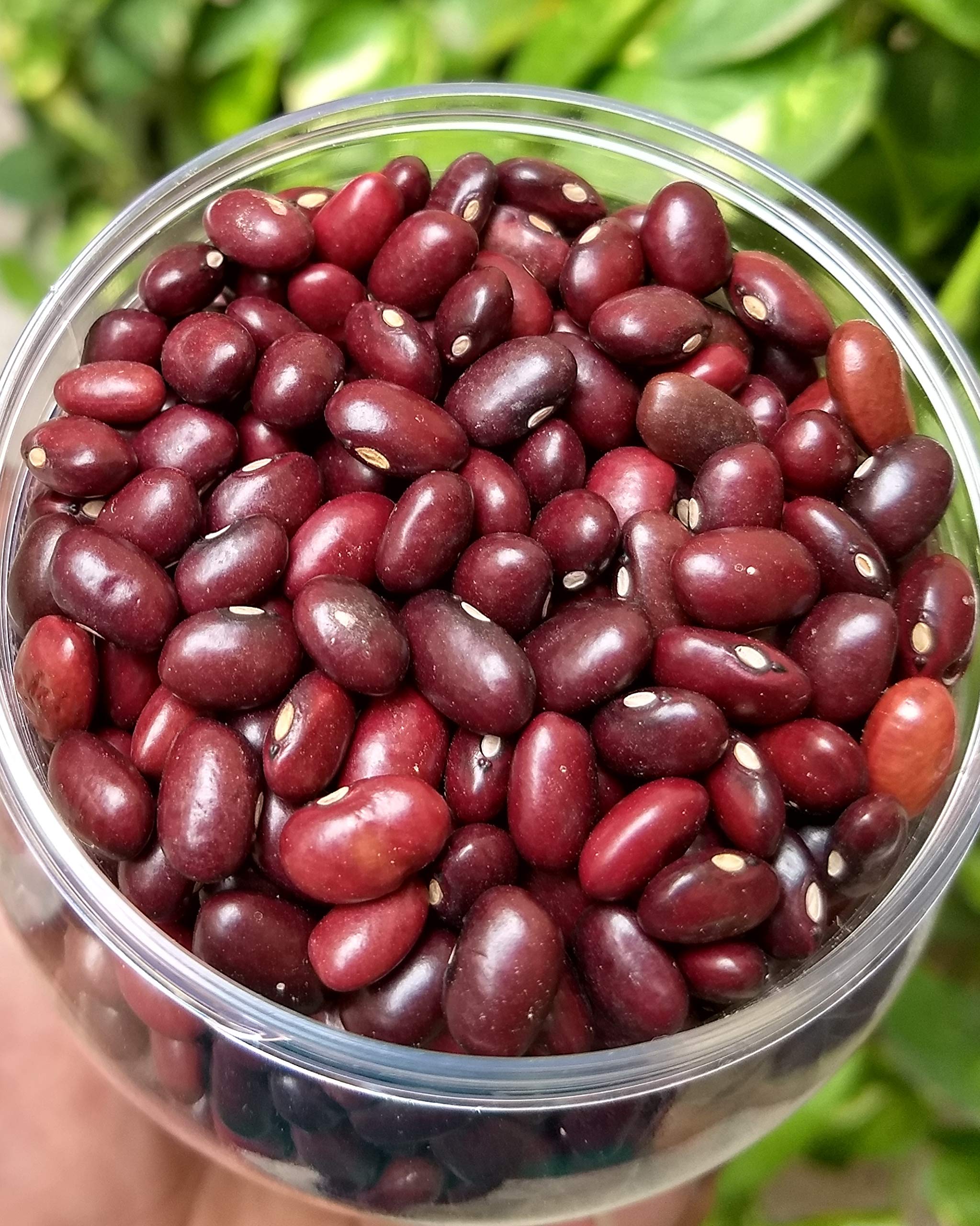 /Upload/Date_25_Jul_2026_05_49_23_rajma.jpg
